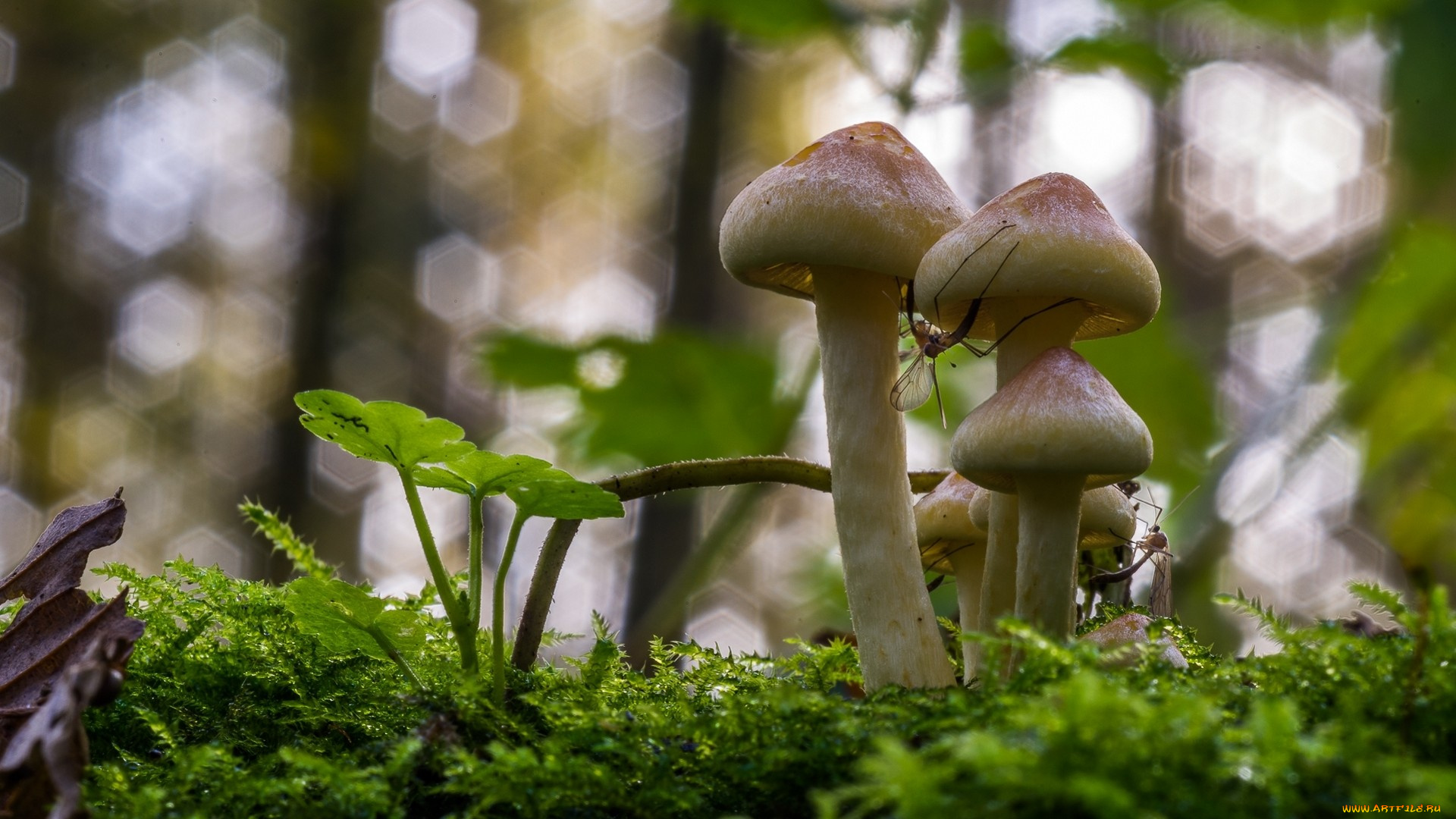 природа, грибы, насекомые, трава