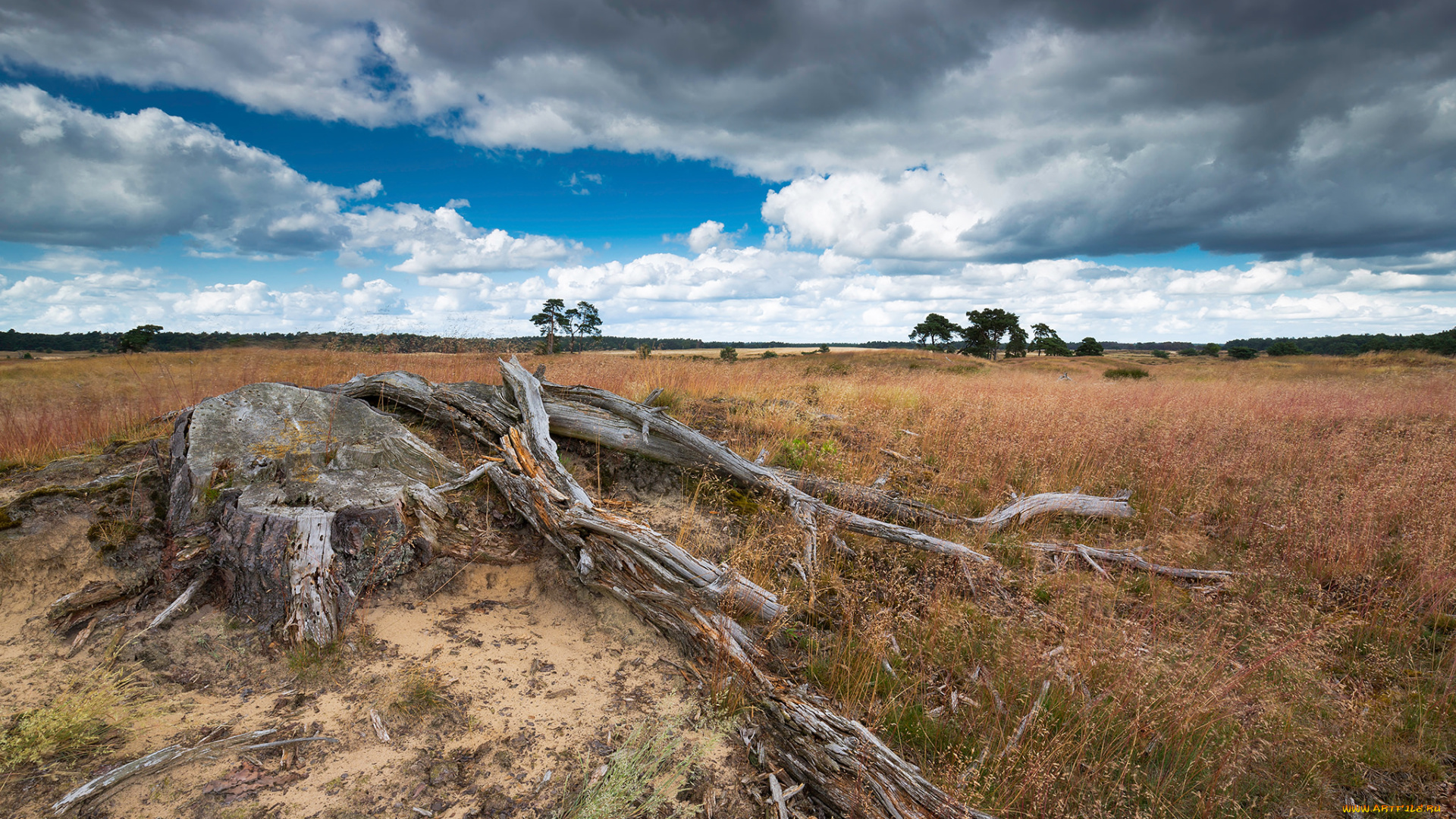 природа, поля, пень, поле