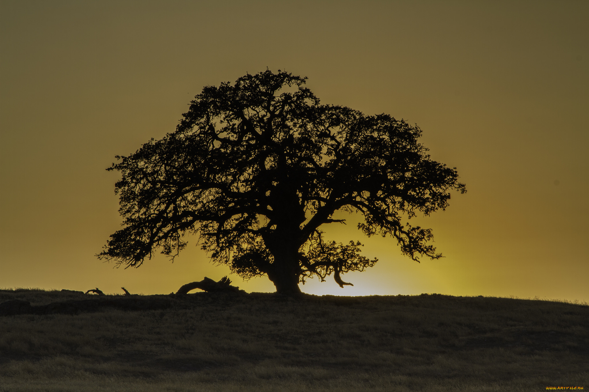 природа, деревья, заря, крона, дерево