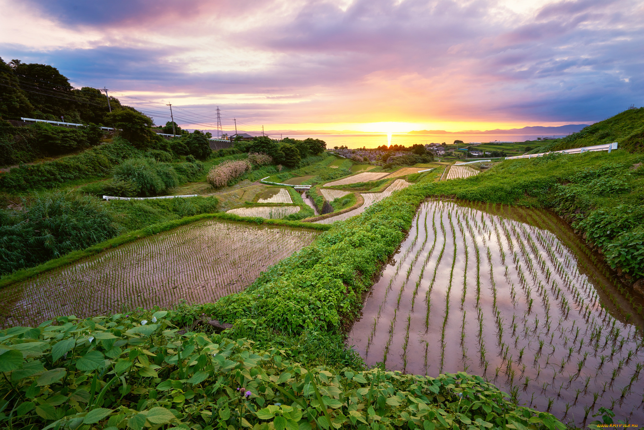 природа, поля, рассвет