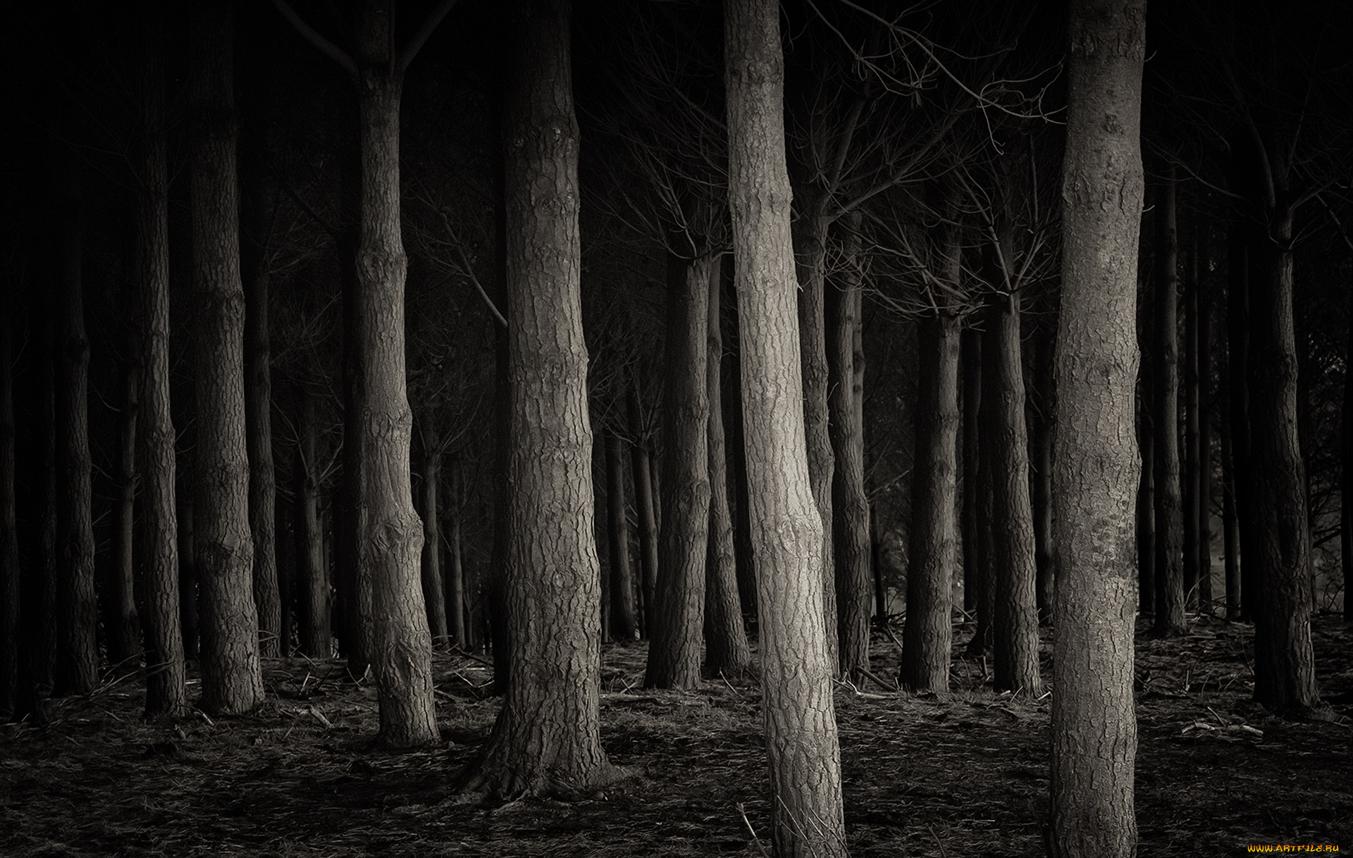 природа, лес, фон