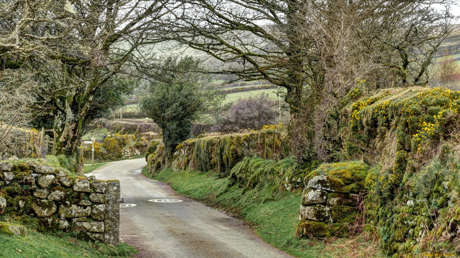 англия, природа, дороги, камни, деревья, растения
