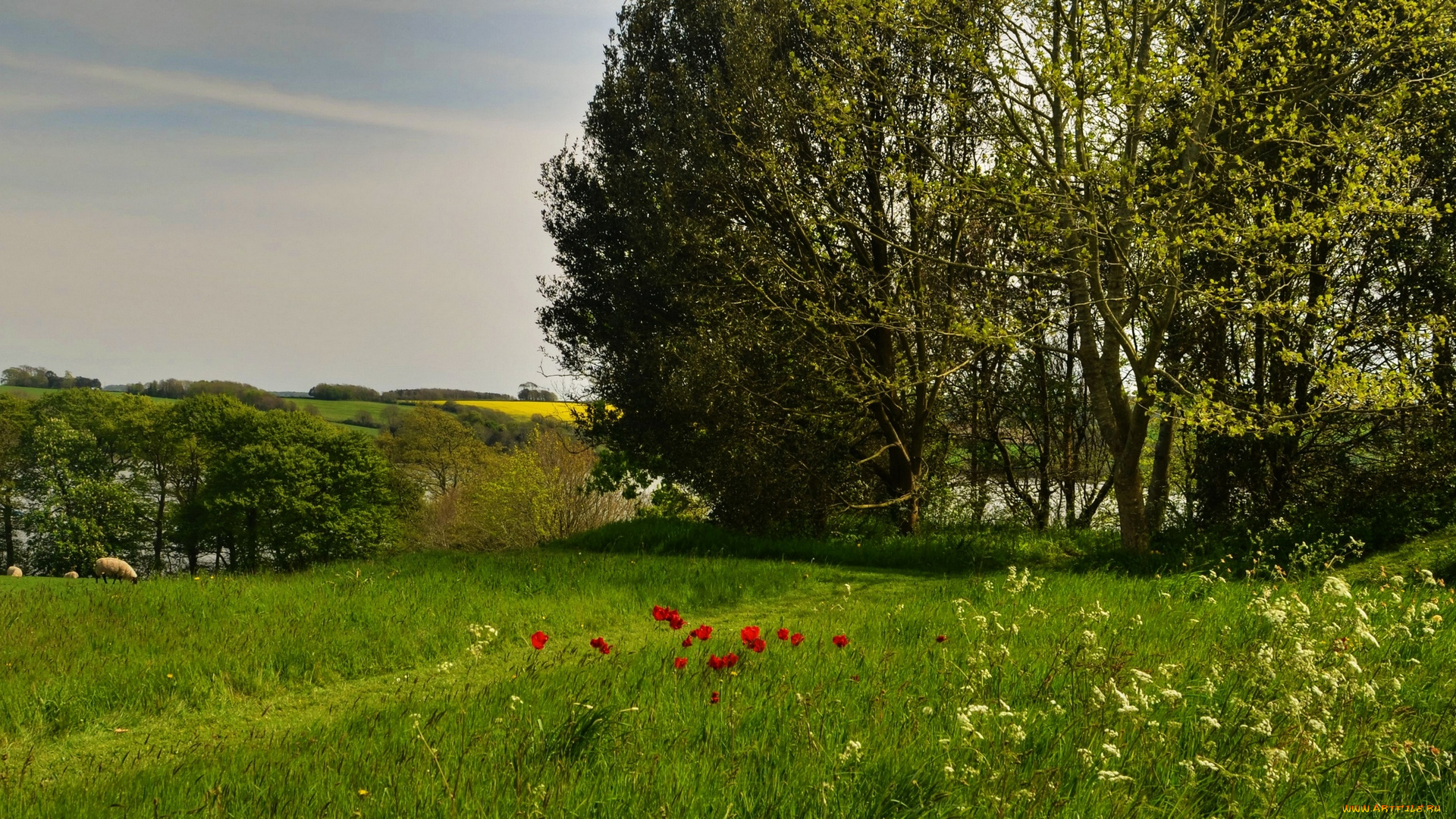 англия, природа, пейзажи, трава, маки, деревья