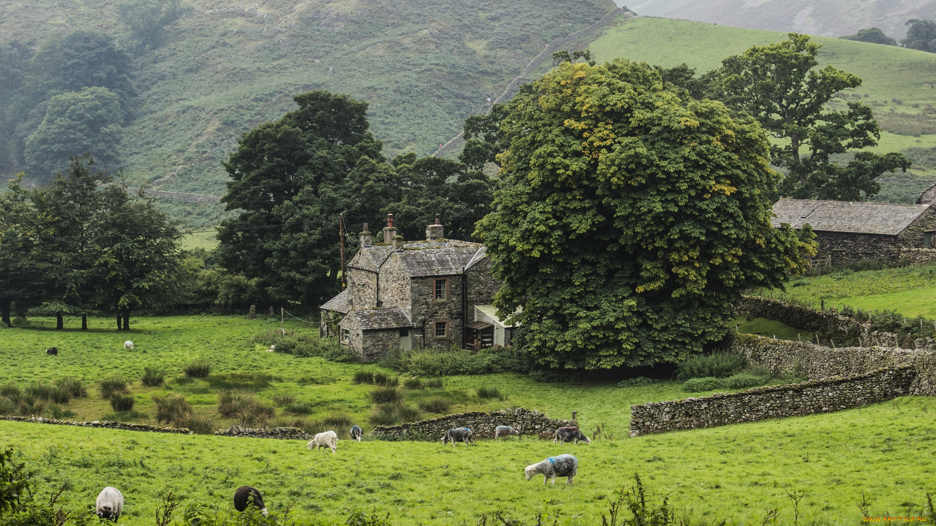 англия, природа, пейзажи, здания, ограждение, бараны, пастбище, деревья