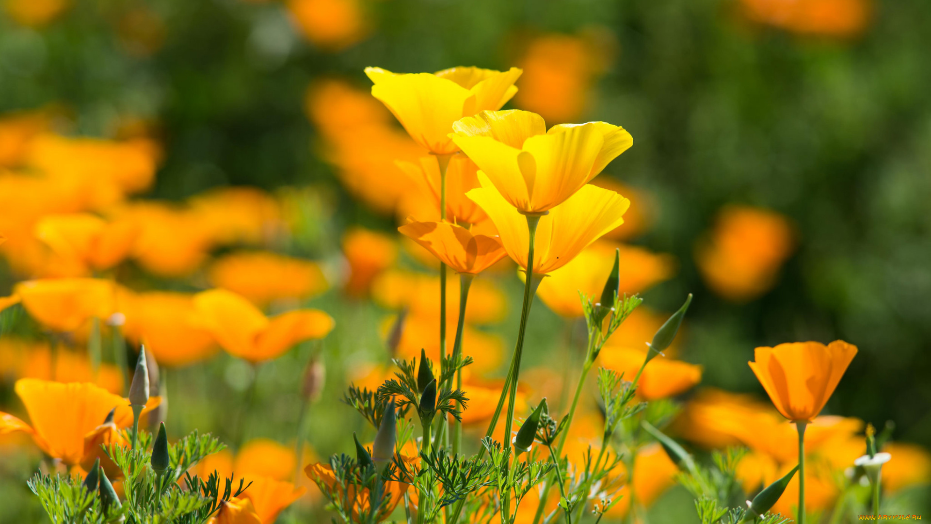 цветы, эшшольция, , калифорнийский, мак, желтые, кустики, лето, цветение