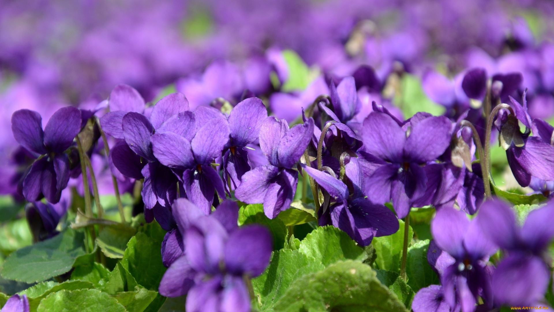 цветы, фиалки, весна, макро, природа