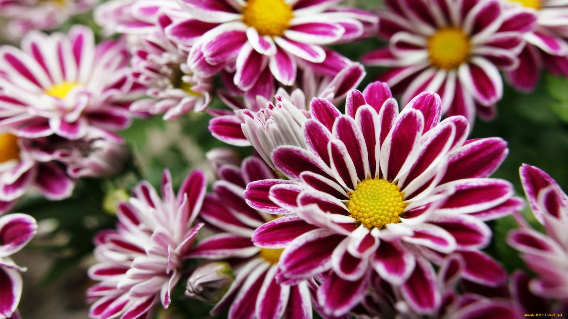 цветы, хризантемы, фиолетовые