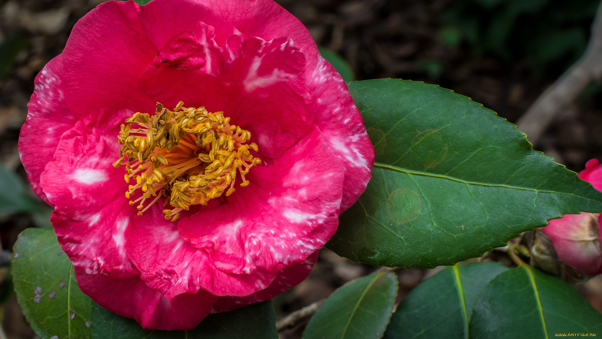 цветы, камелии, камелия