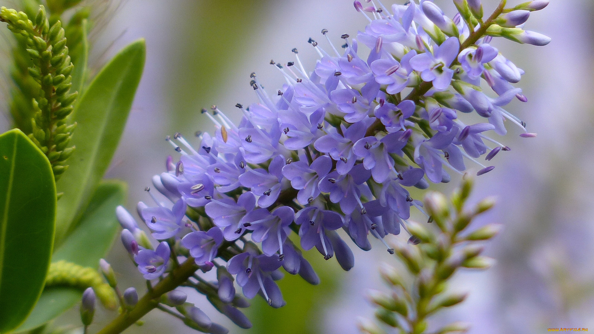 цветы, макро, хебе, соцветие
