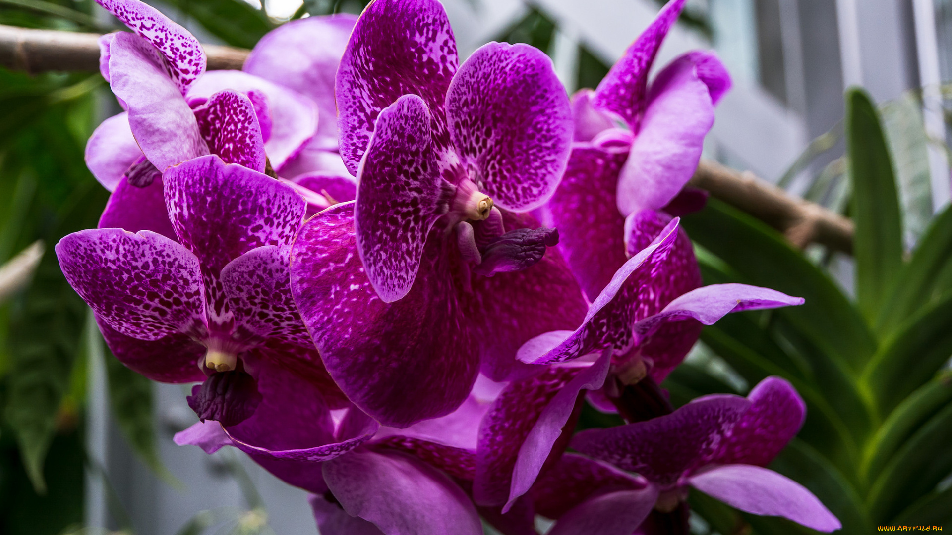 цветы, орхидеи, розовые