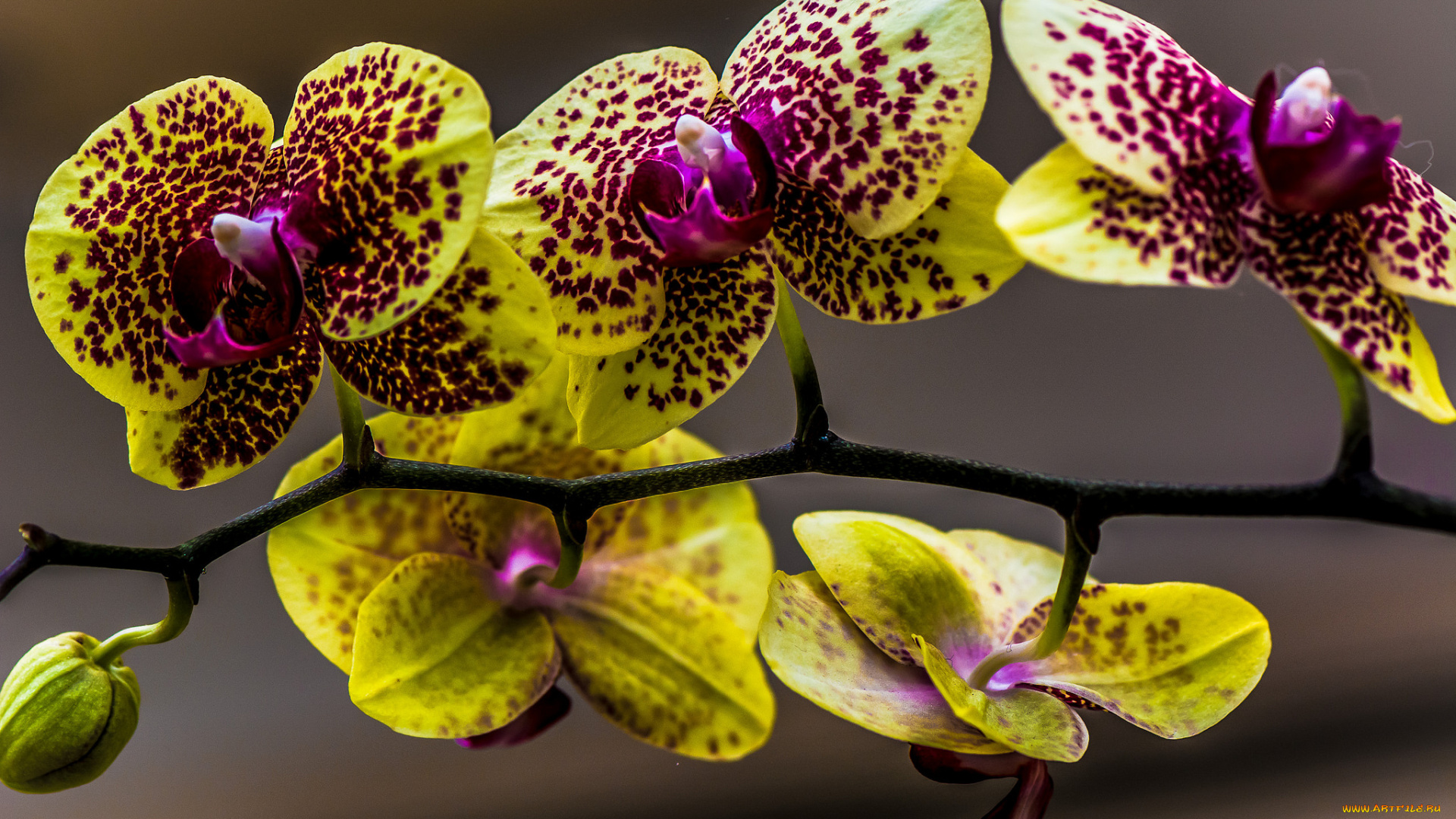 цветы, орхидеи, жёлтые