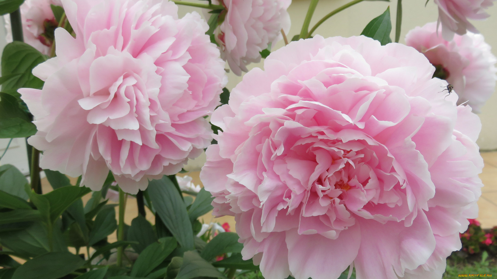 цветы, пионы, цветение, листья, бутон, лепестки, пион