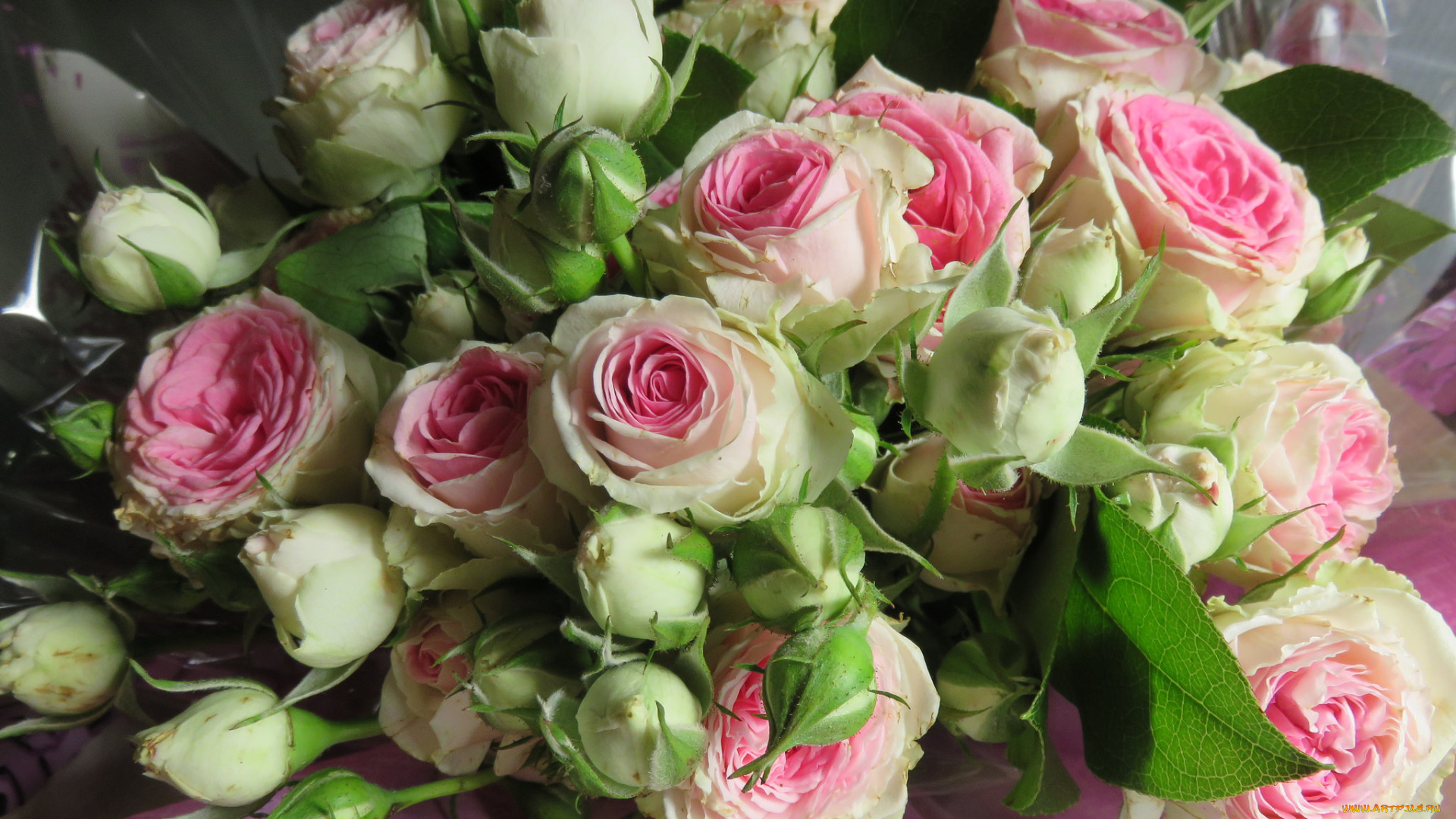 цветы, розы, blossoms, leaves, цветение, листья, petals, лепестки, роза, bud, rose, бутон