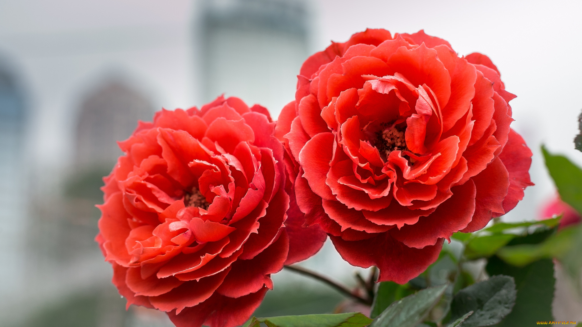 цветы, розы, цветение, лепестки, листья, розовая, роза