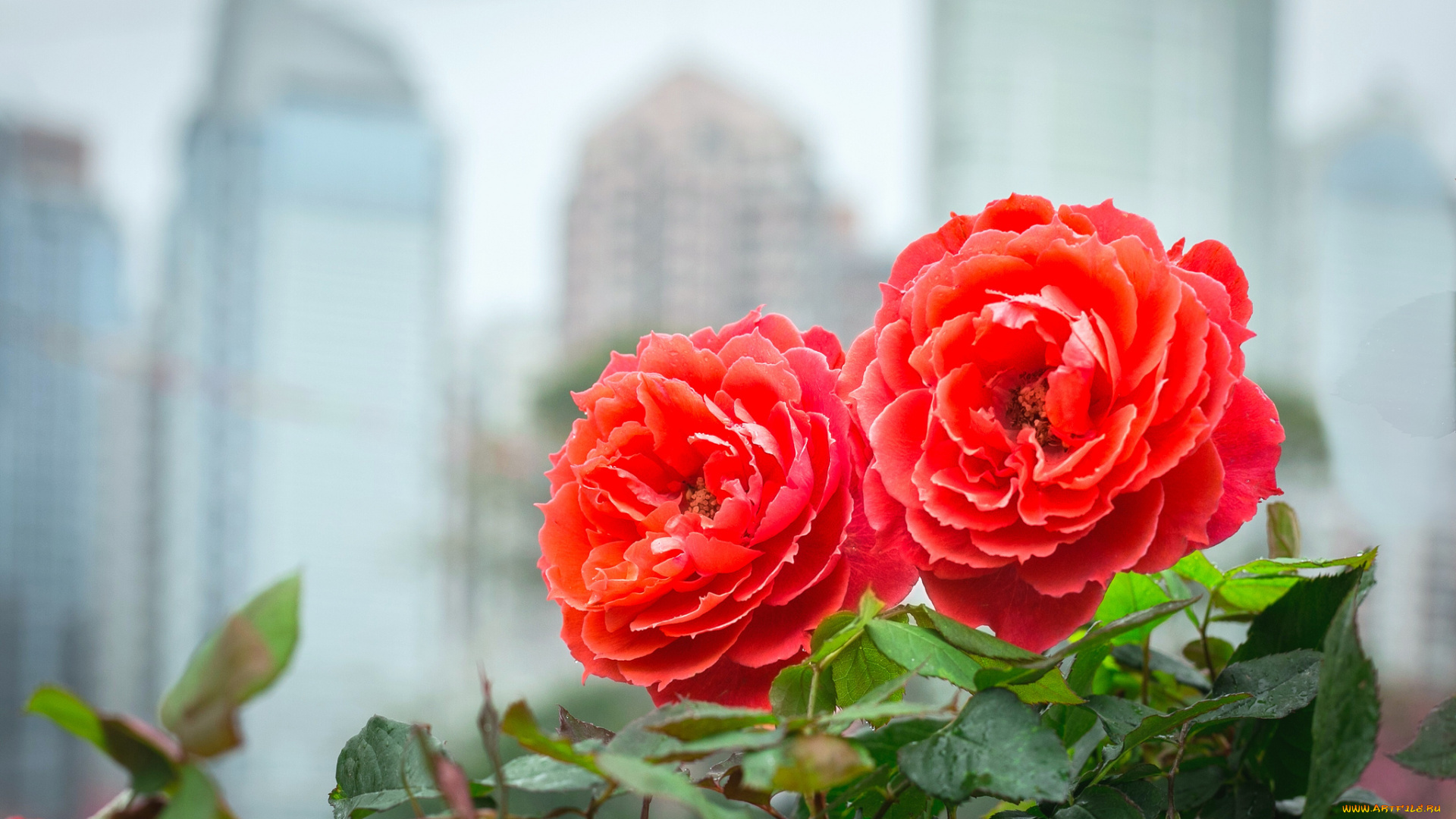 цветы, розы, роза, бутон, blossoms, leaves, petals, цветение, rose, bud, листья, лепестки