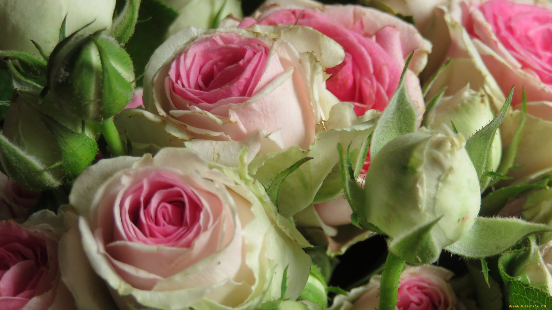 цветы, розы, розовая, бутон, роза, цветение, лепестки