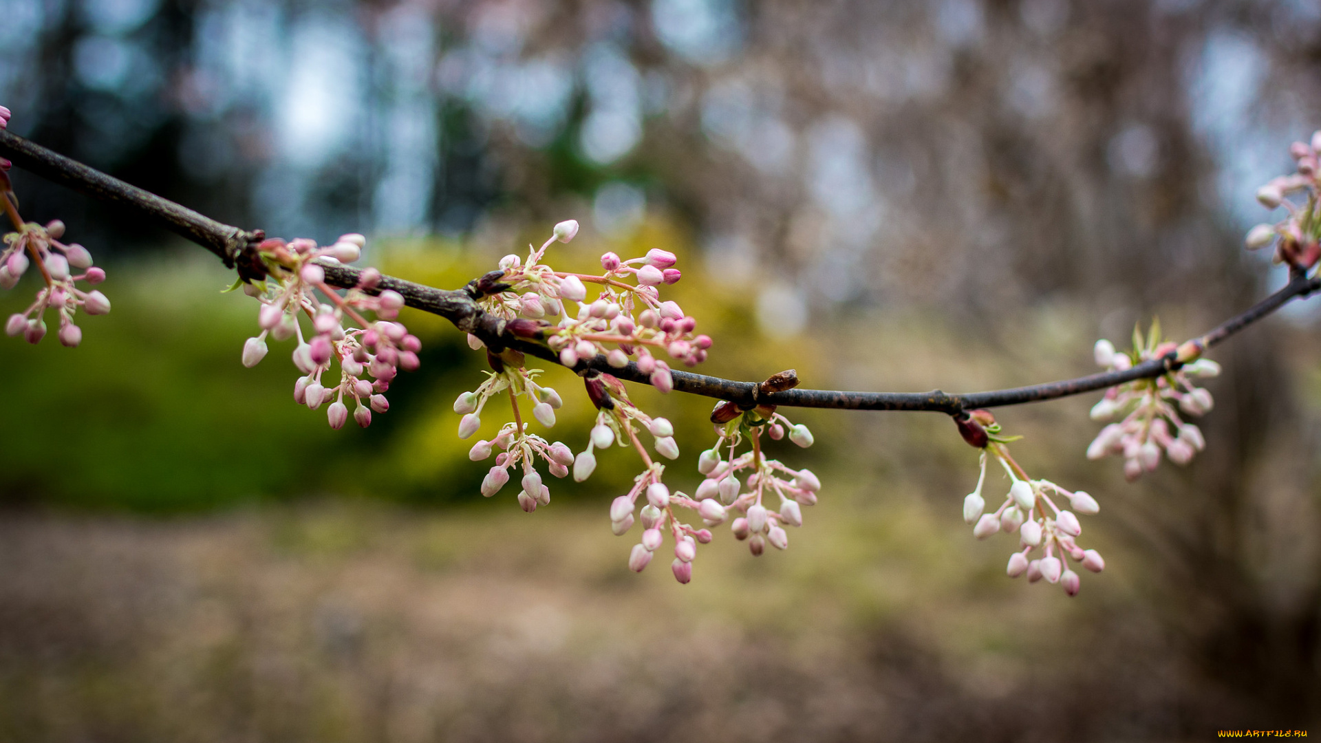 цветы, сакура, , вишня, весна