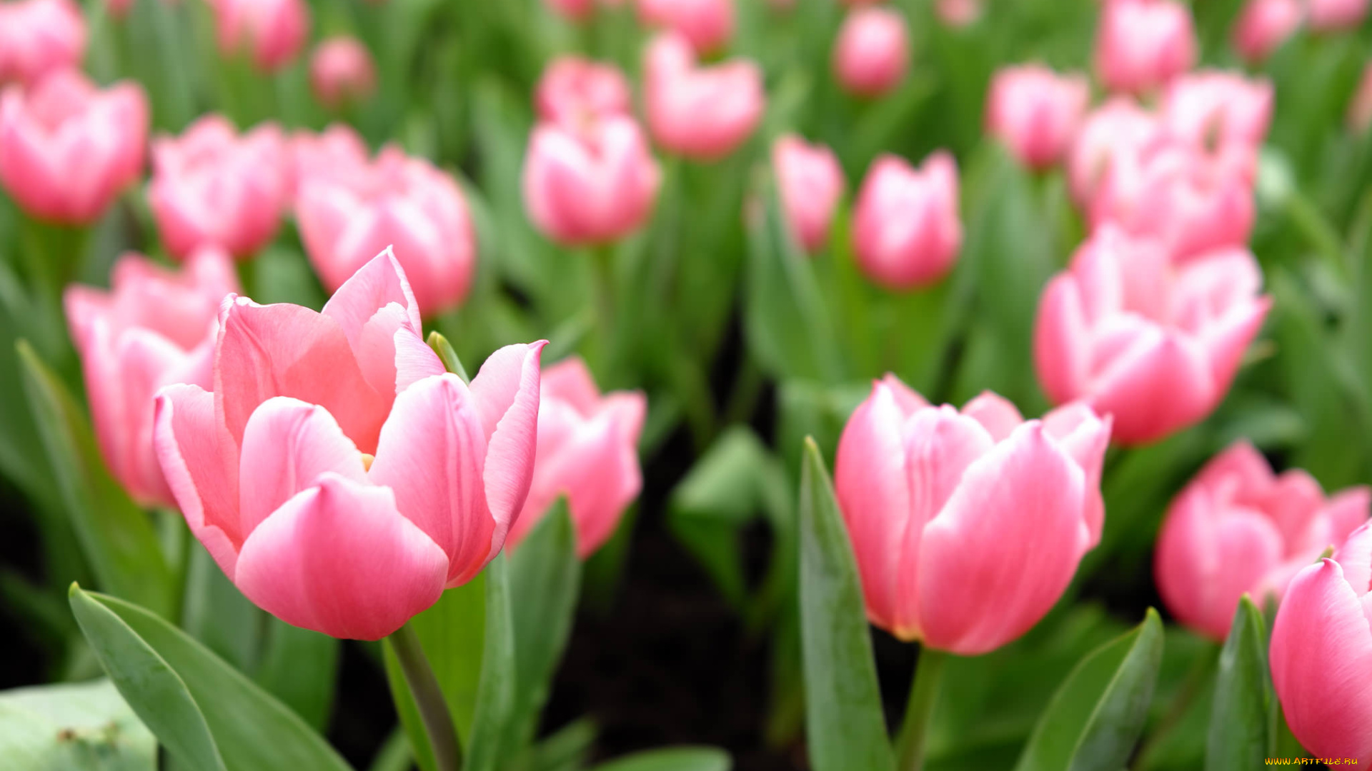 цветы, тюльпаны, нежность, цветение, лепестки