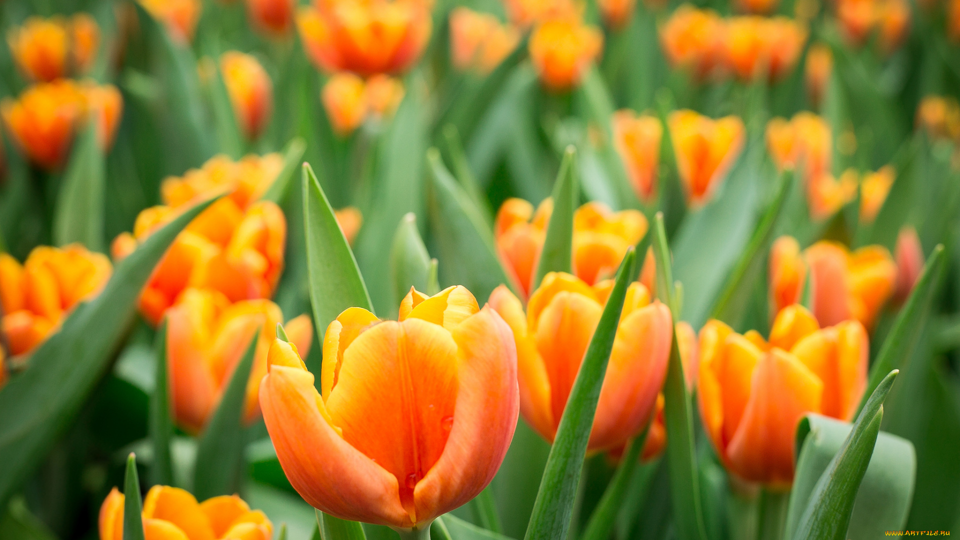 цветы, тюльпаны, нежность, цветение, лепестки