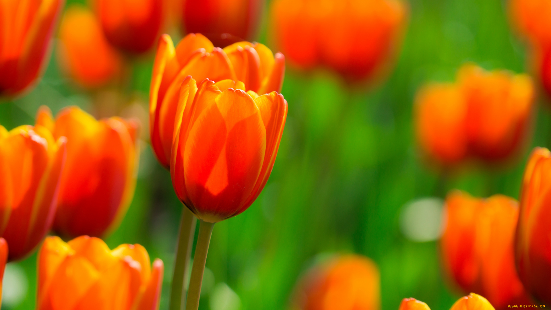 цветы, тюльпаны, поле, огненные, оранжевые