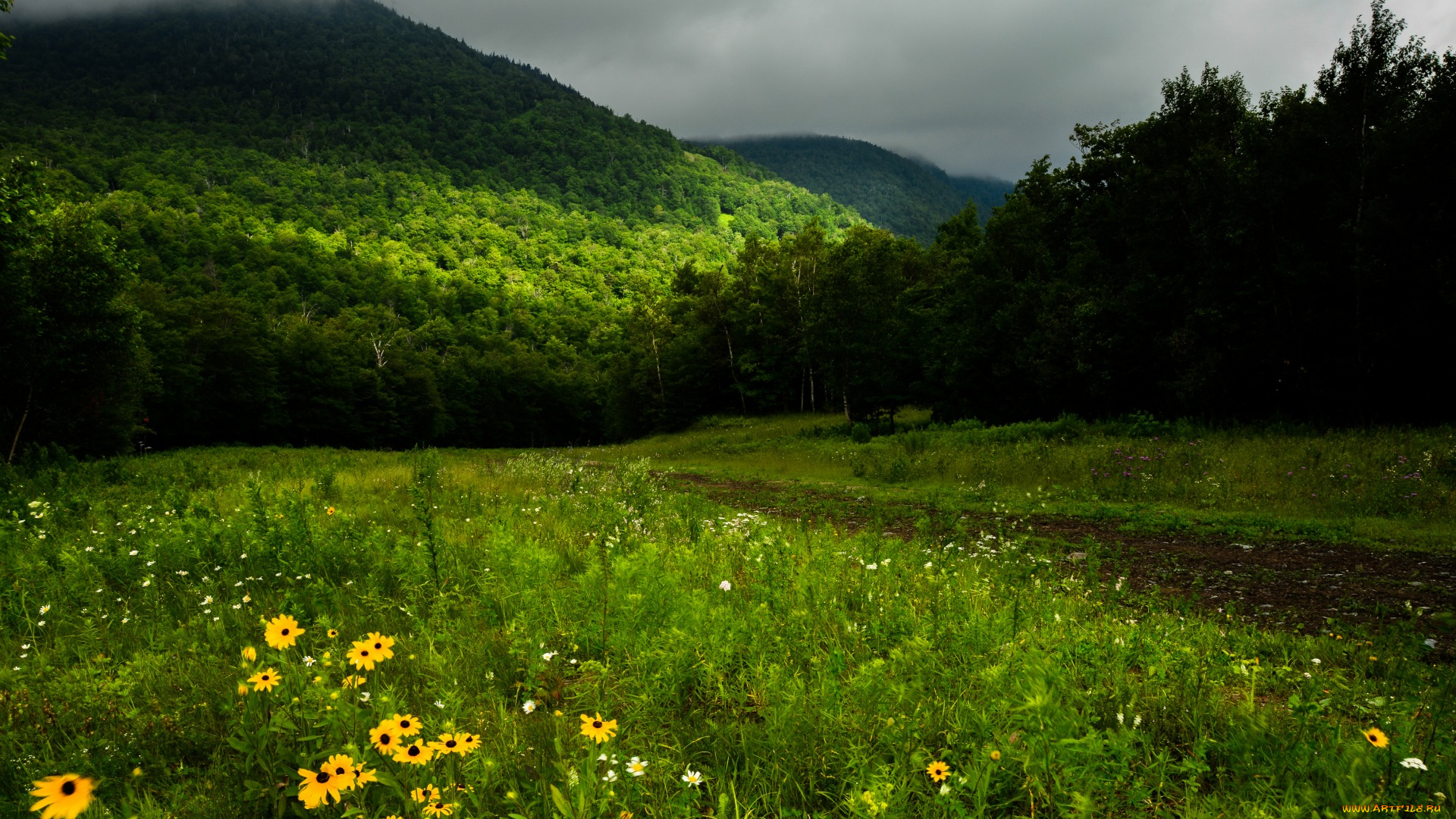канада, природа, горы, деревья, цветы, дорога, трава