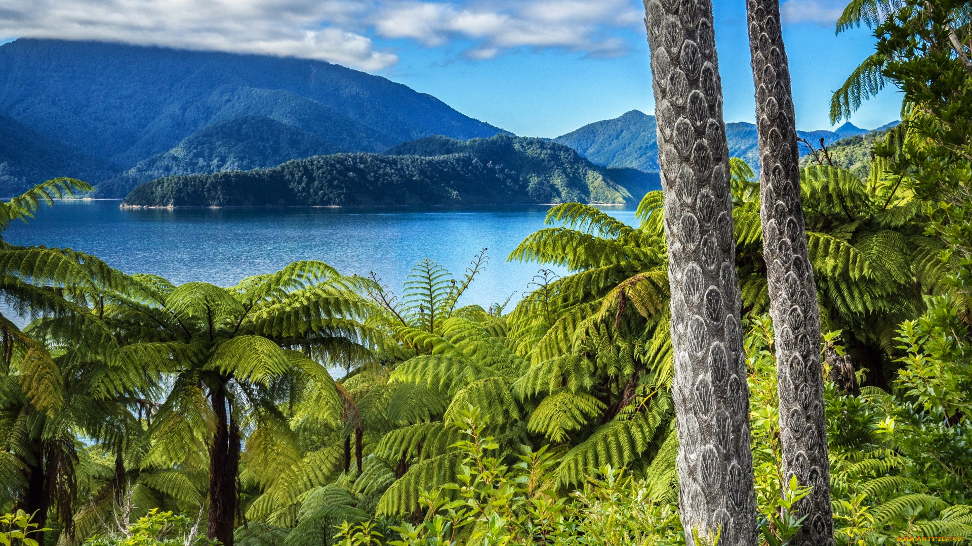 новая, зеландия, природа, тропики, горы, облака, водоем, пальмы