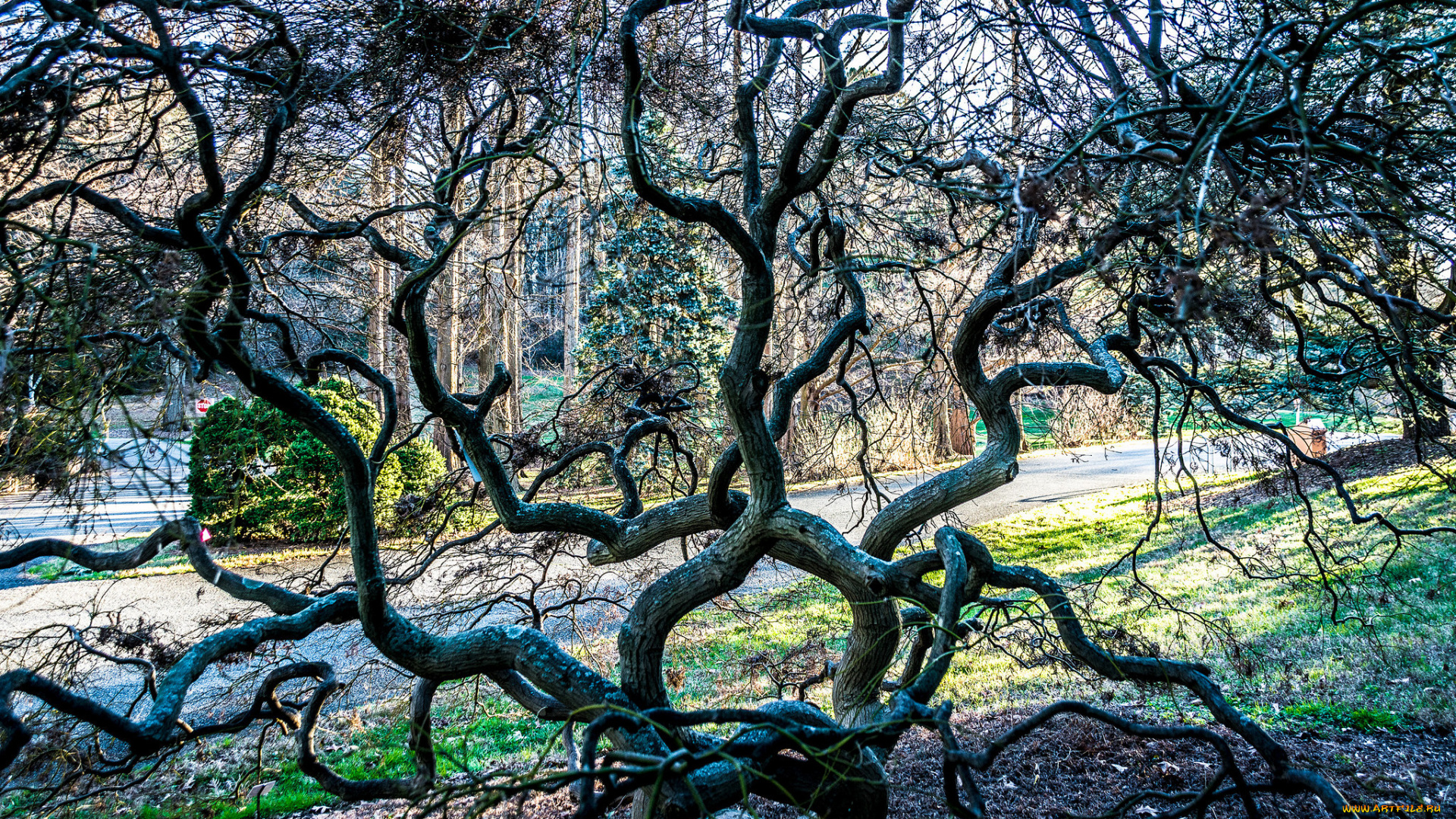 природа, деревья, дерево