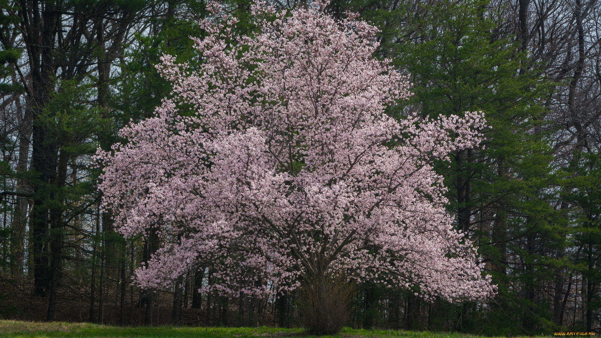 природа, деревья, весна