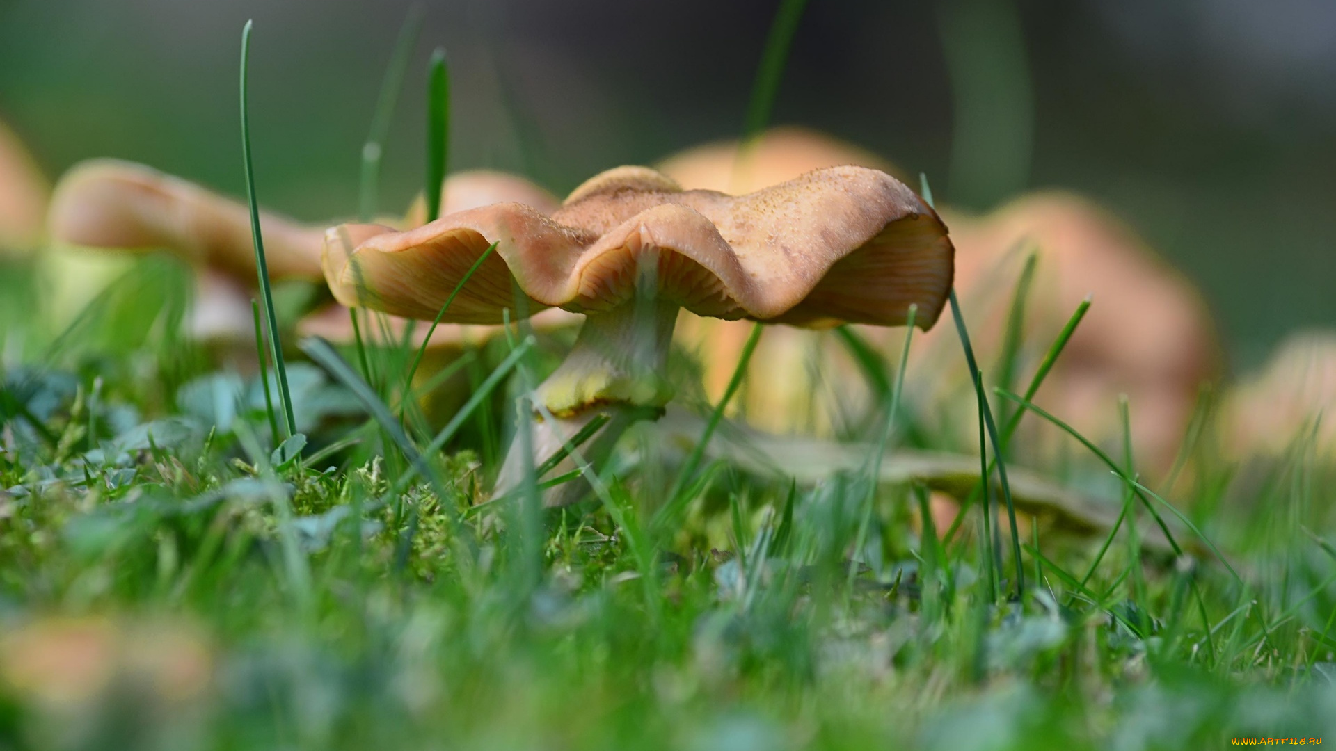 природа, грибы, шляпка
