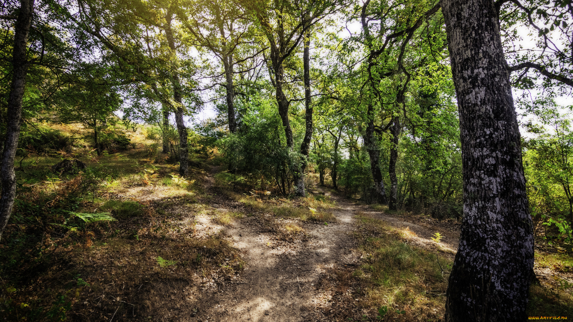 природа, лес, простор