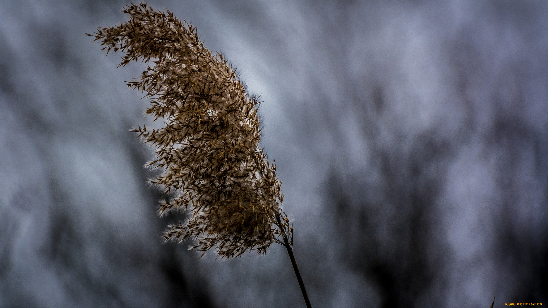 природа, макро, камыш