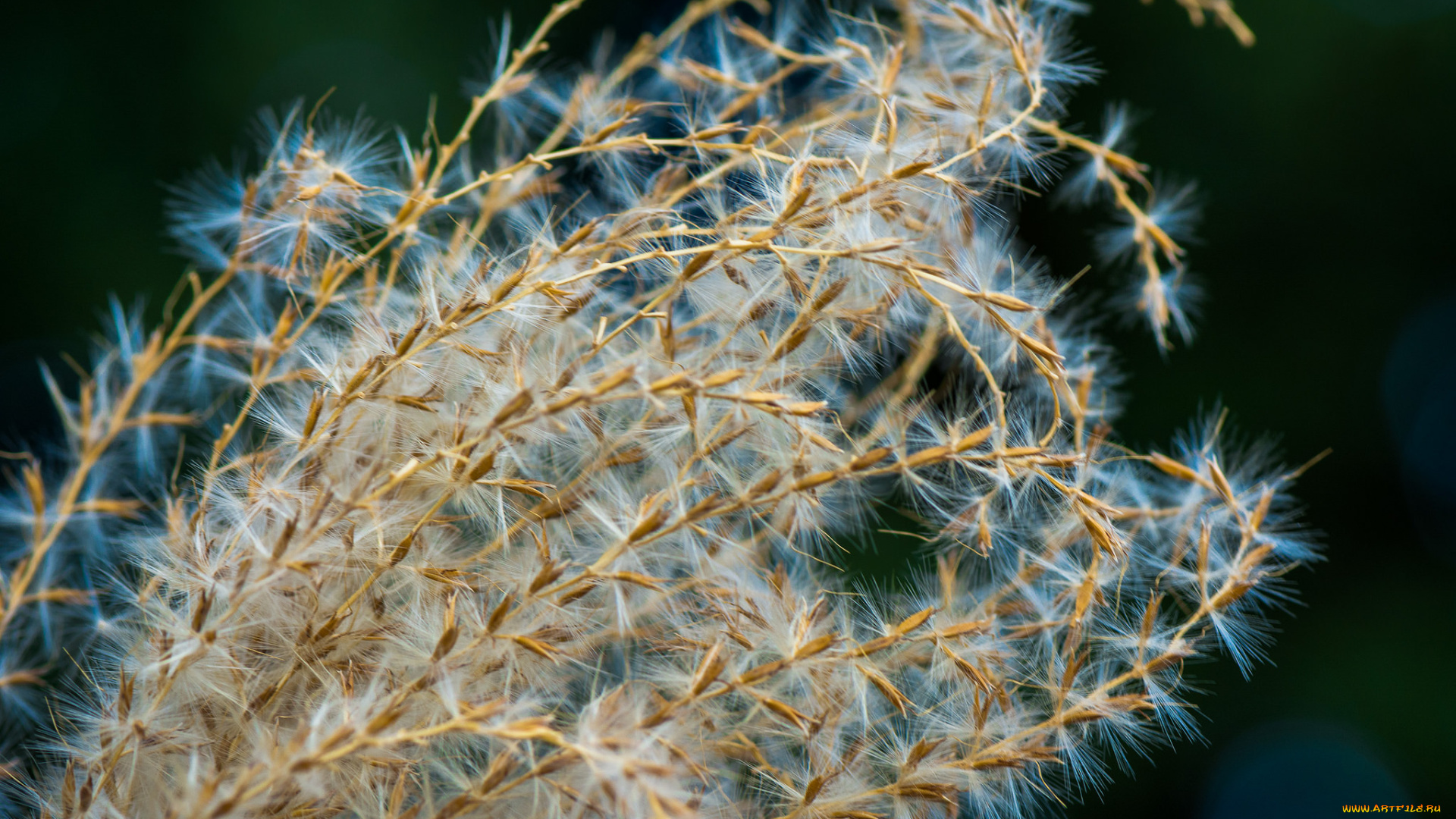 природа, макро, трава