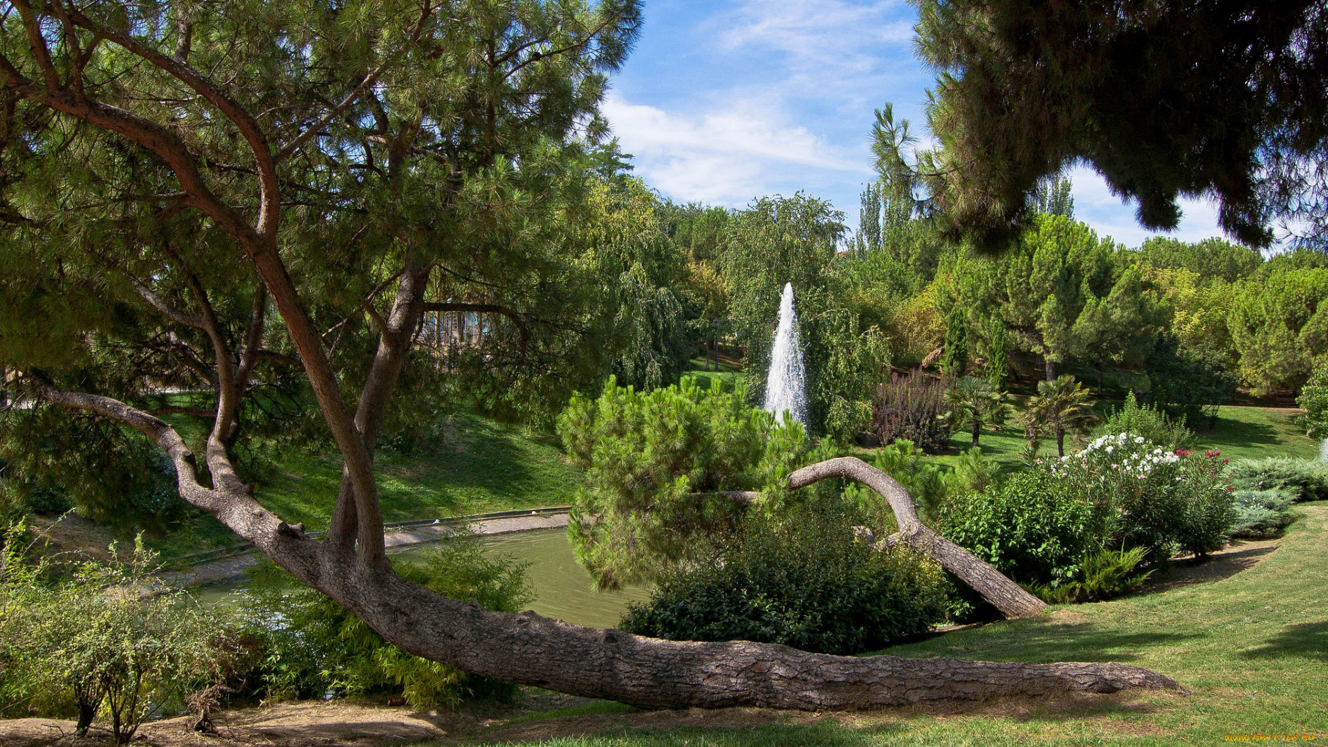 природа, парк, простор