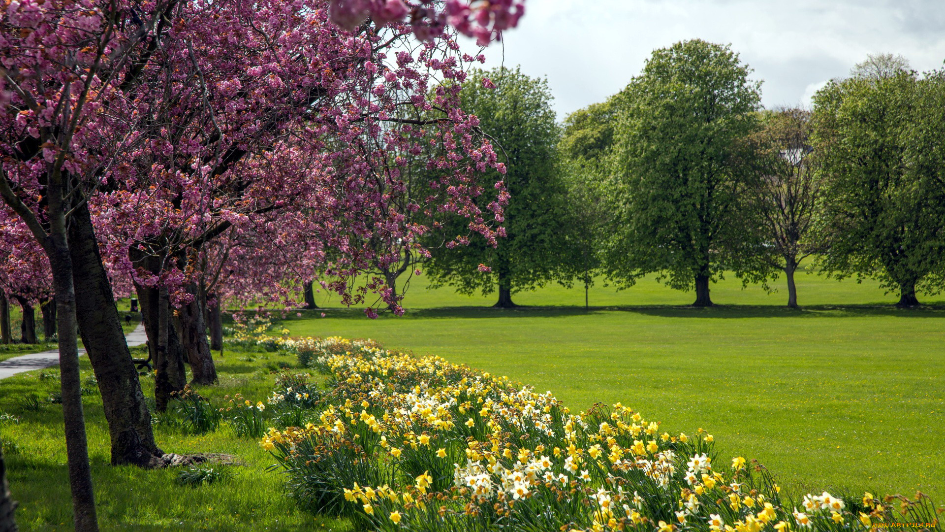 природа, парк, весна, лужайка, цветущие, деревья, нарциссы