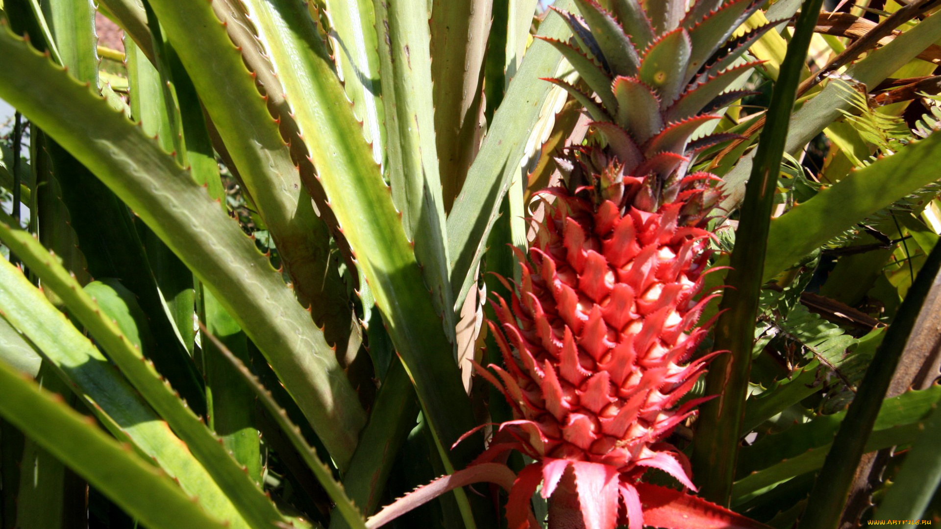 природа, плоды, ананас