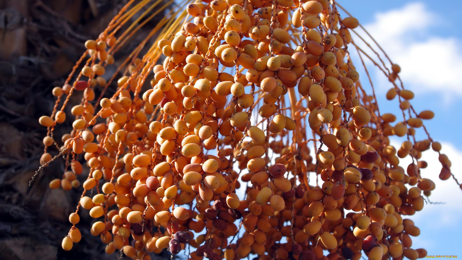 природа, плоды, экзотика