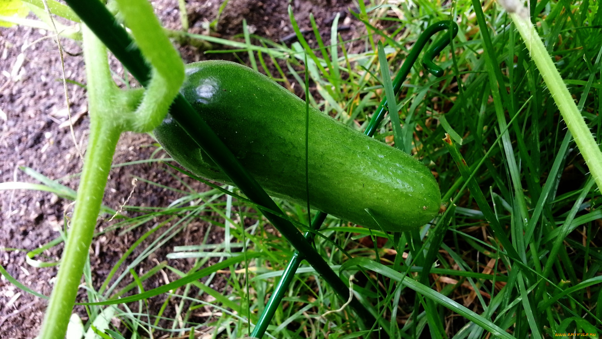 природа, плоды, огурец