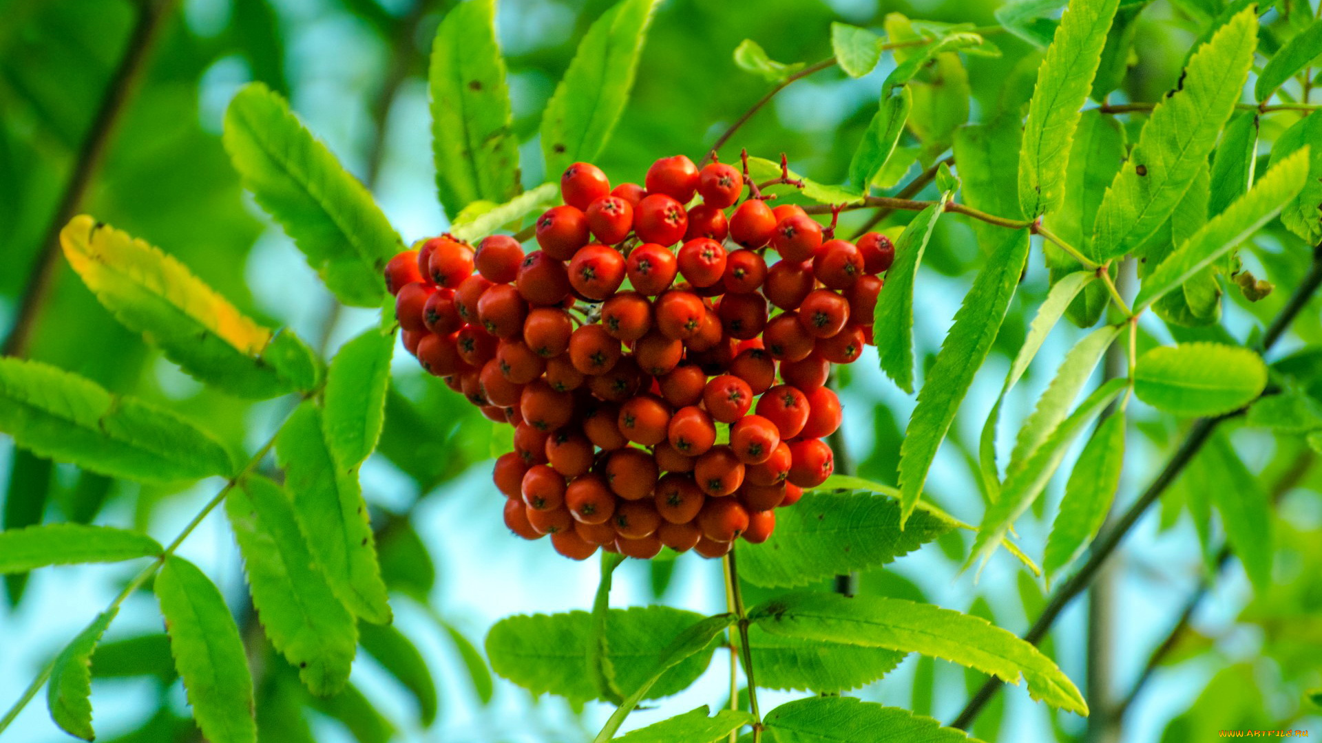 природа, Ягоды, , рябина, гроздь