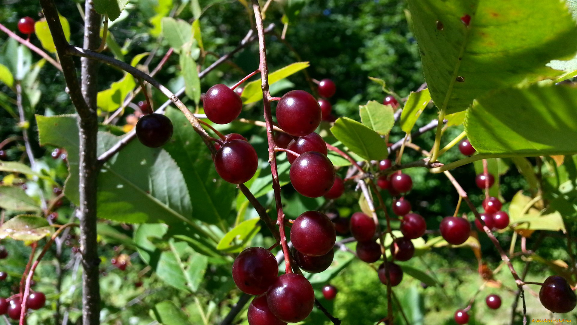 природа, Ягоды, черешня