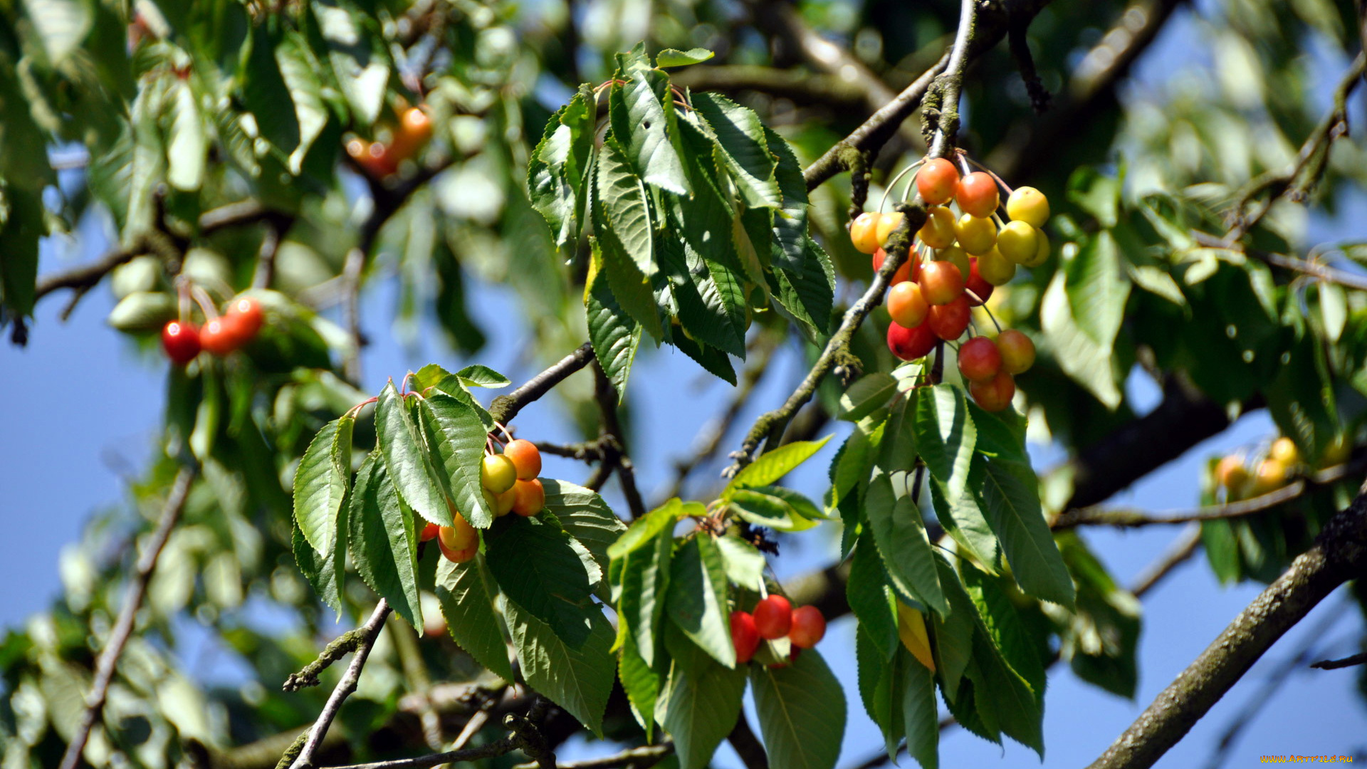 природа, Ягоды, черешня