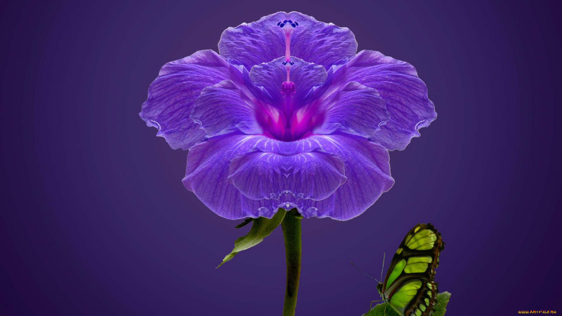 разное, компьютерный, дизайн, фон, лепестки, бабочка, цвет