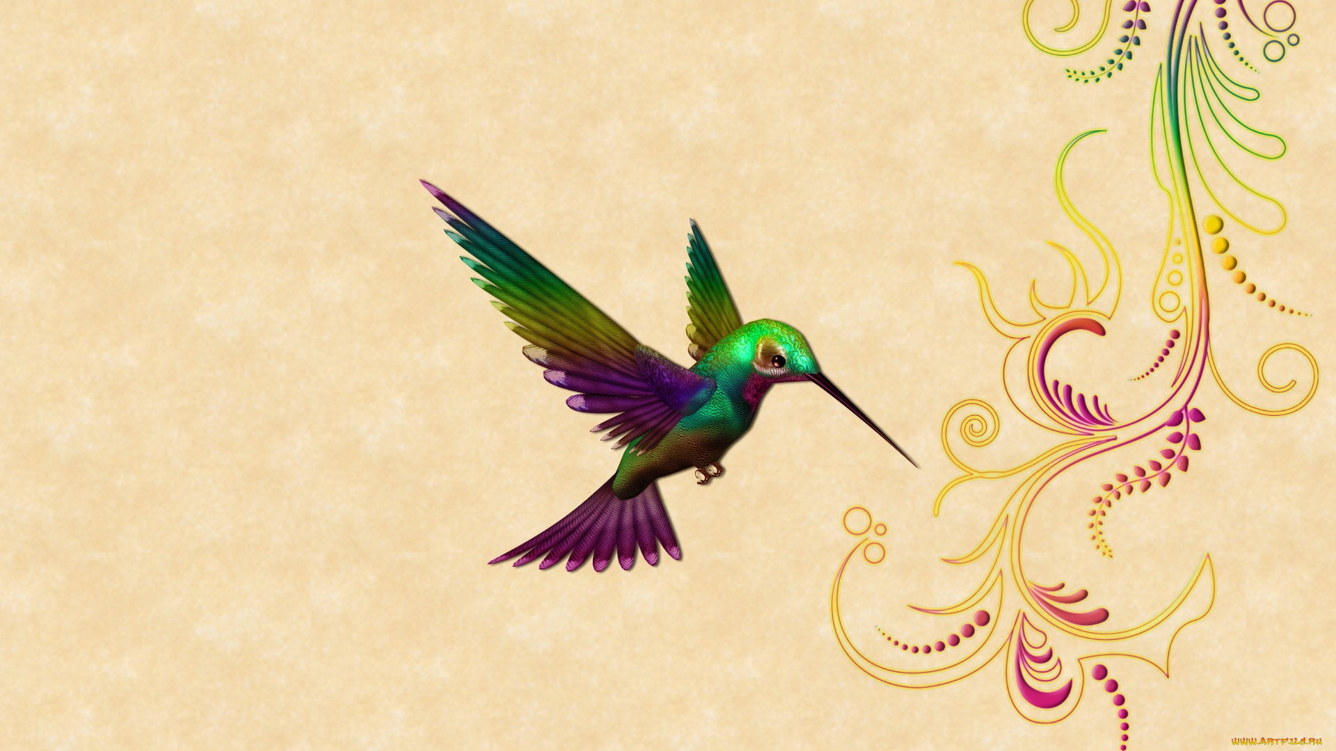 векторная, графика, животные, , animals, колибри