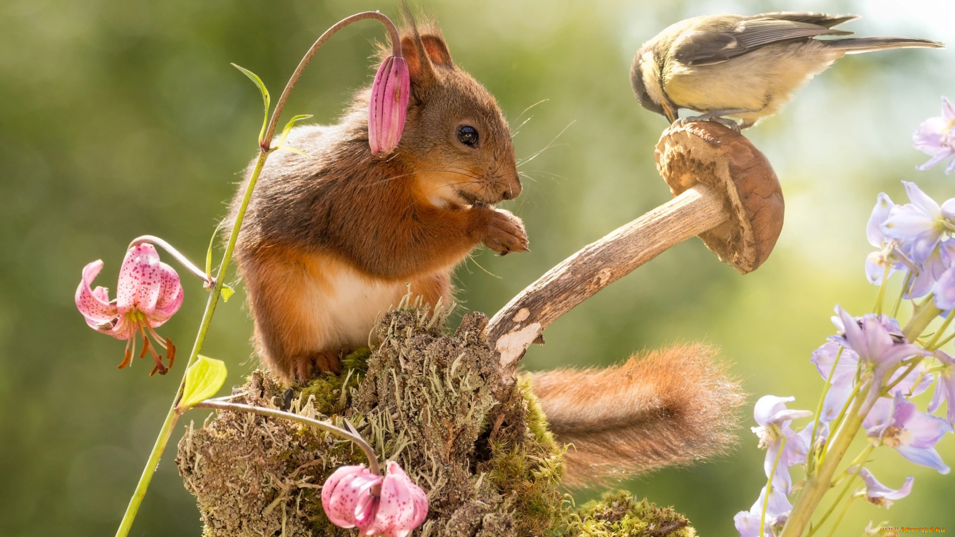 животные, белки, колокольчики, животное, природа, лилии, цветы, синица, птица, белка, зверёк, гриб, пень