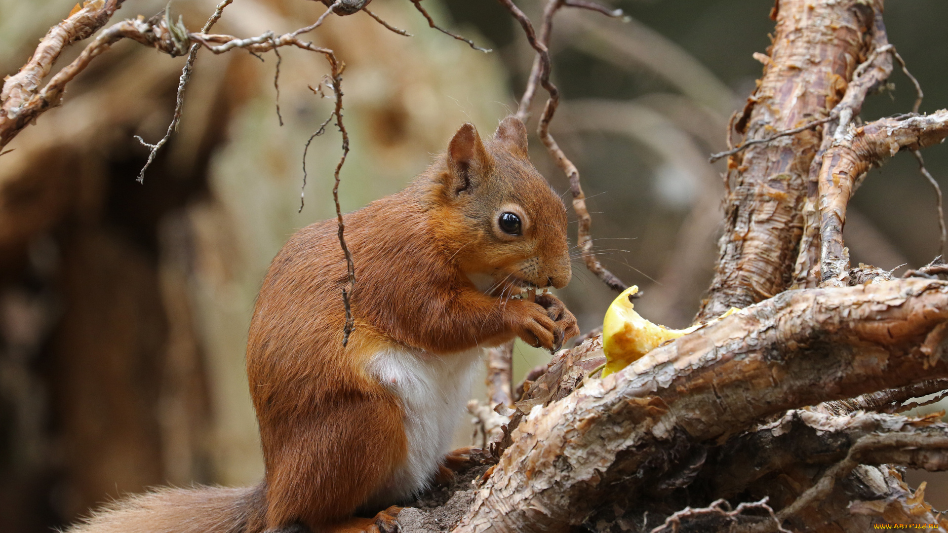 животные, белки, яблоко, белка, ветки, грызун, зверёк, животное