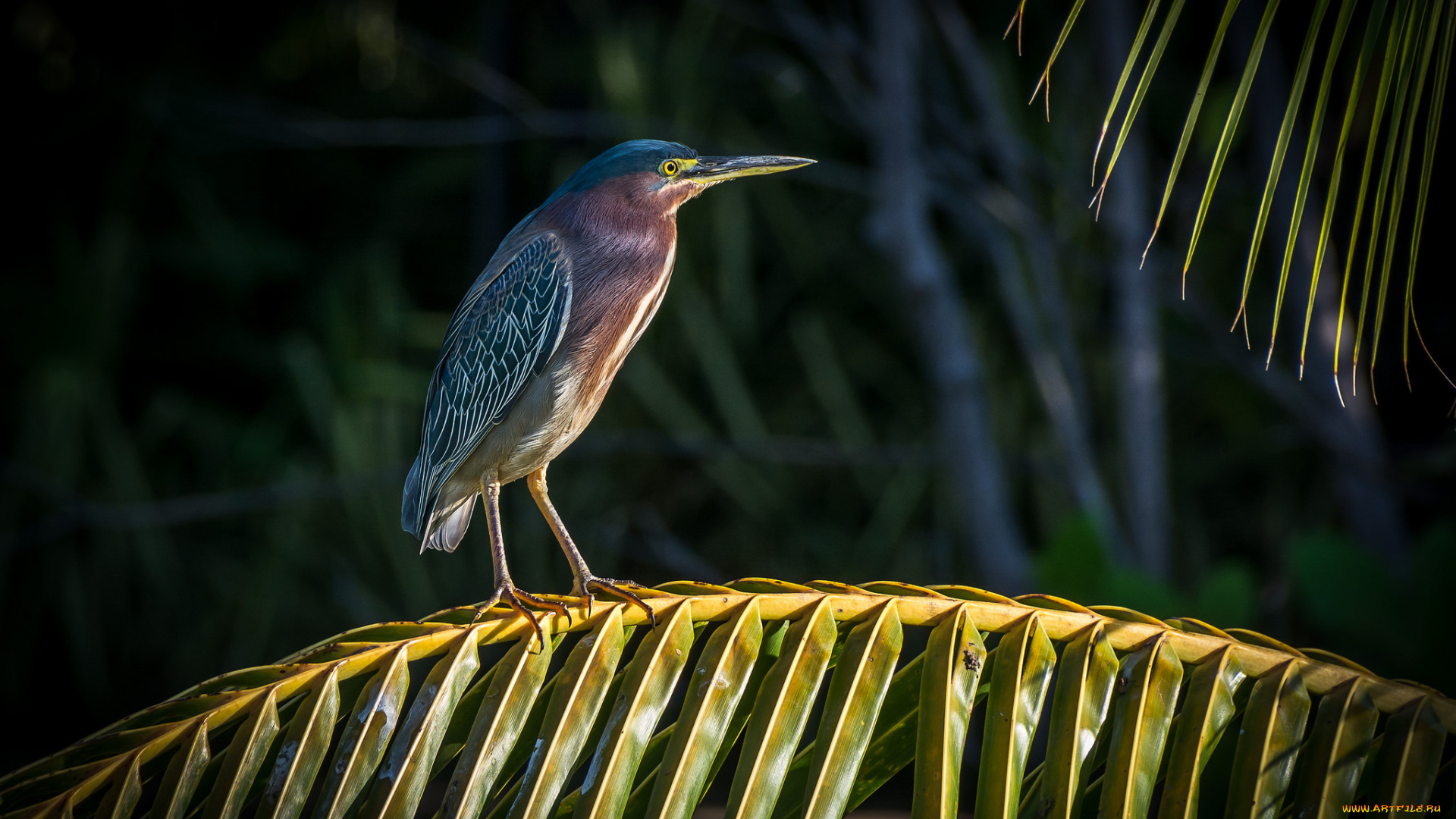 животные, цапли, , выпи, выпь