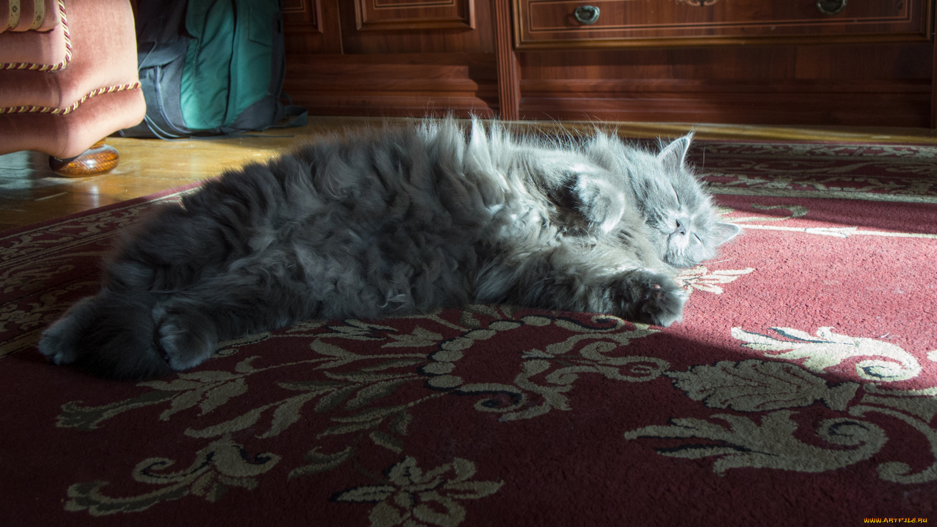 животные, коты, пушистый, кот