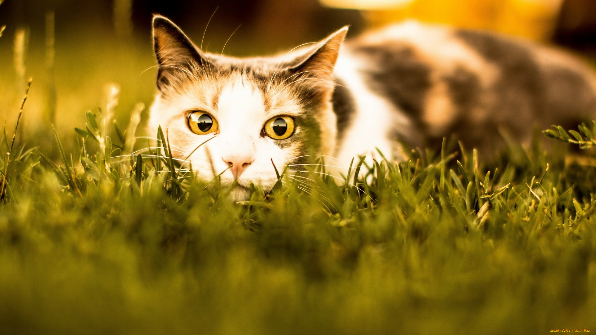 животные, коты, трава