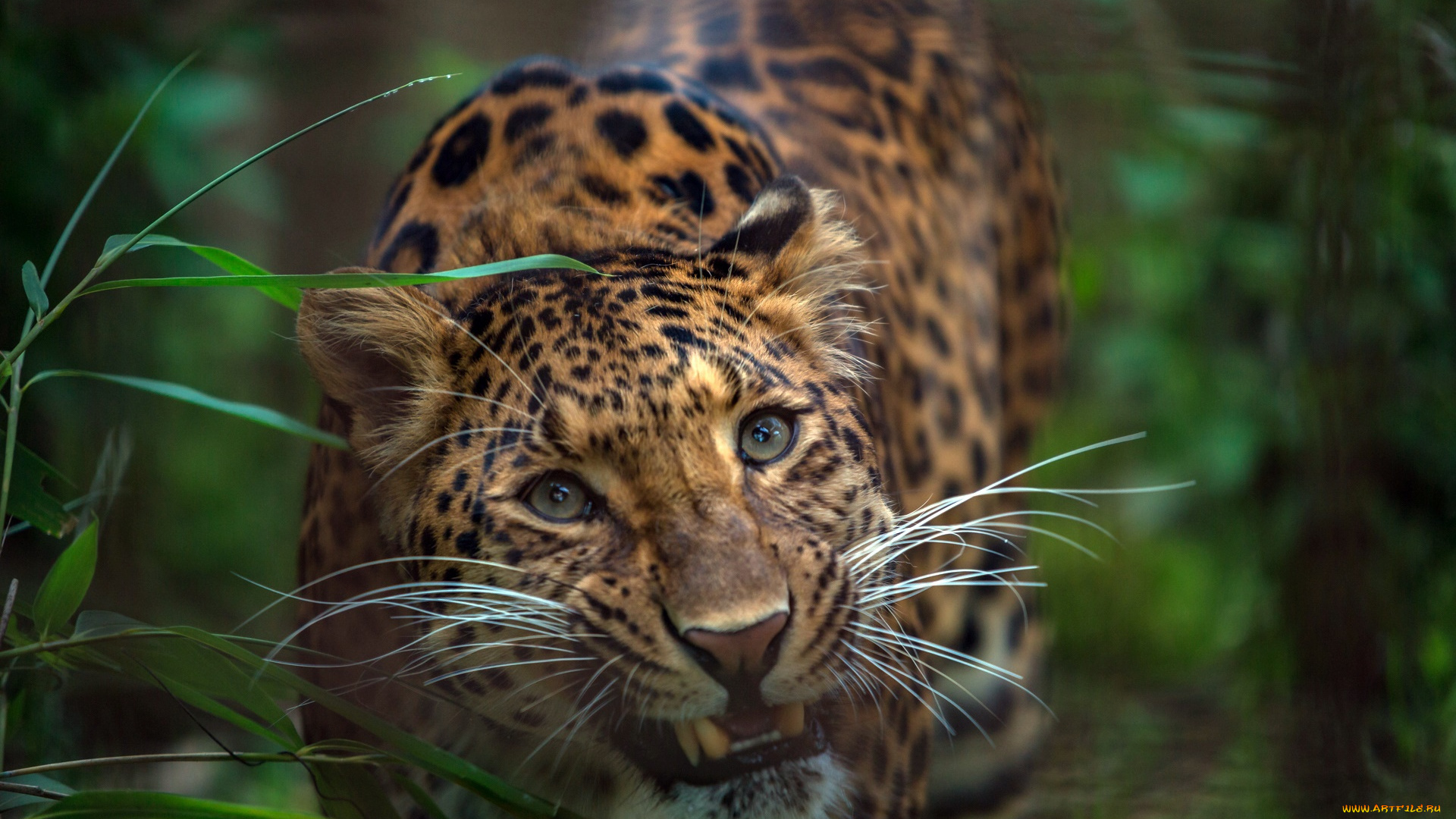 животные, леопарды, леопард, киса, зубы