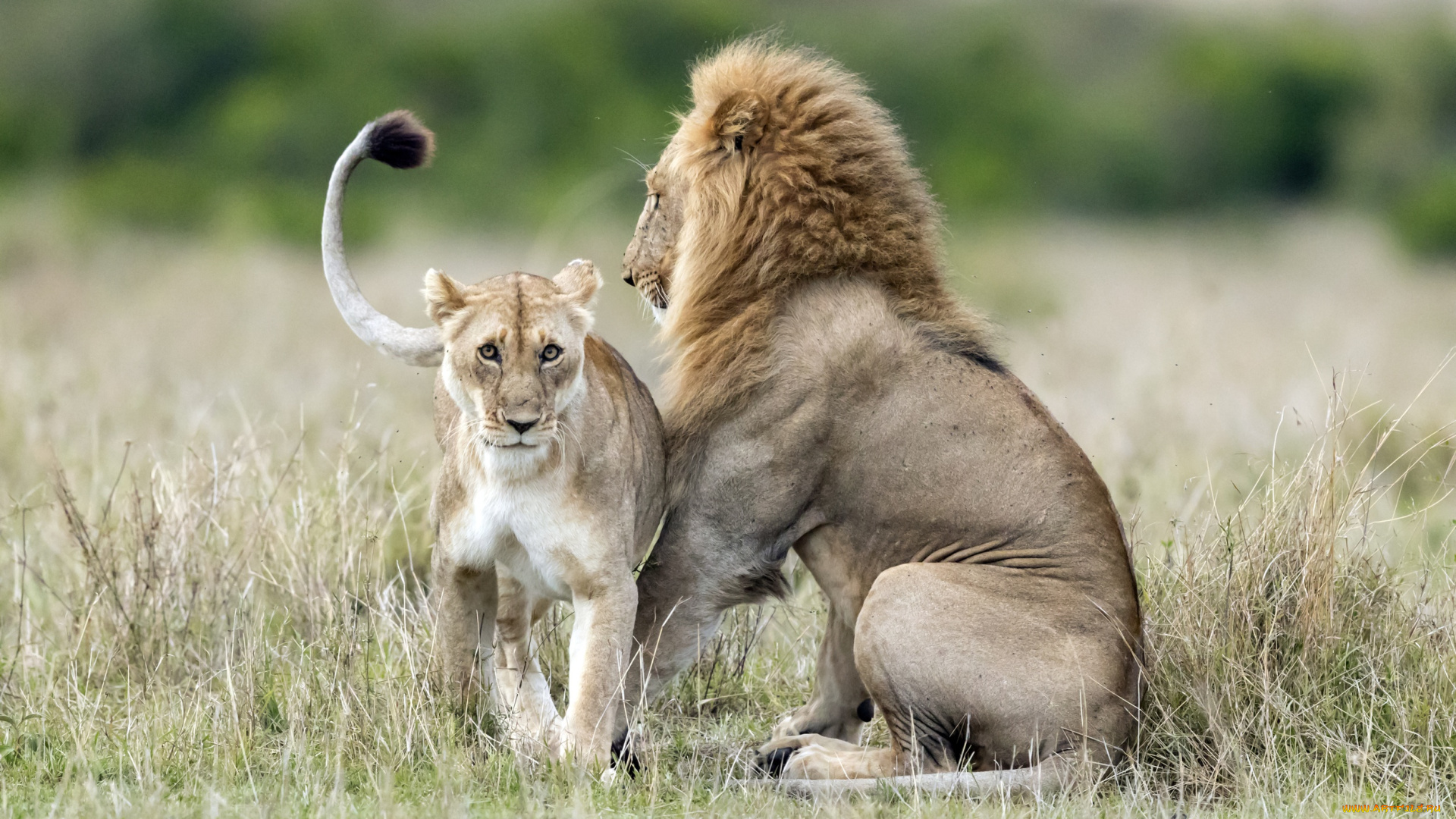 животные, львы, дикая, природа, львица, лев