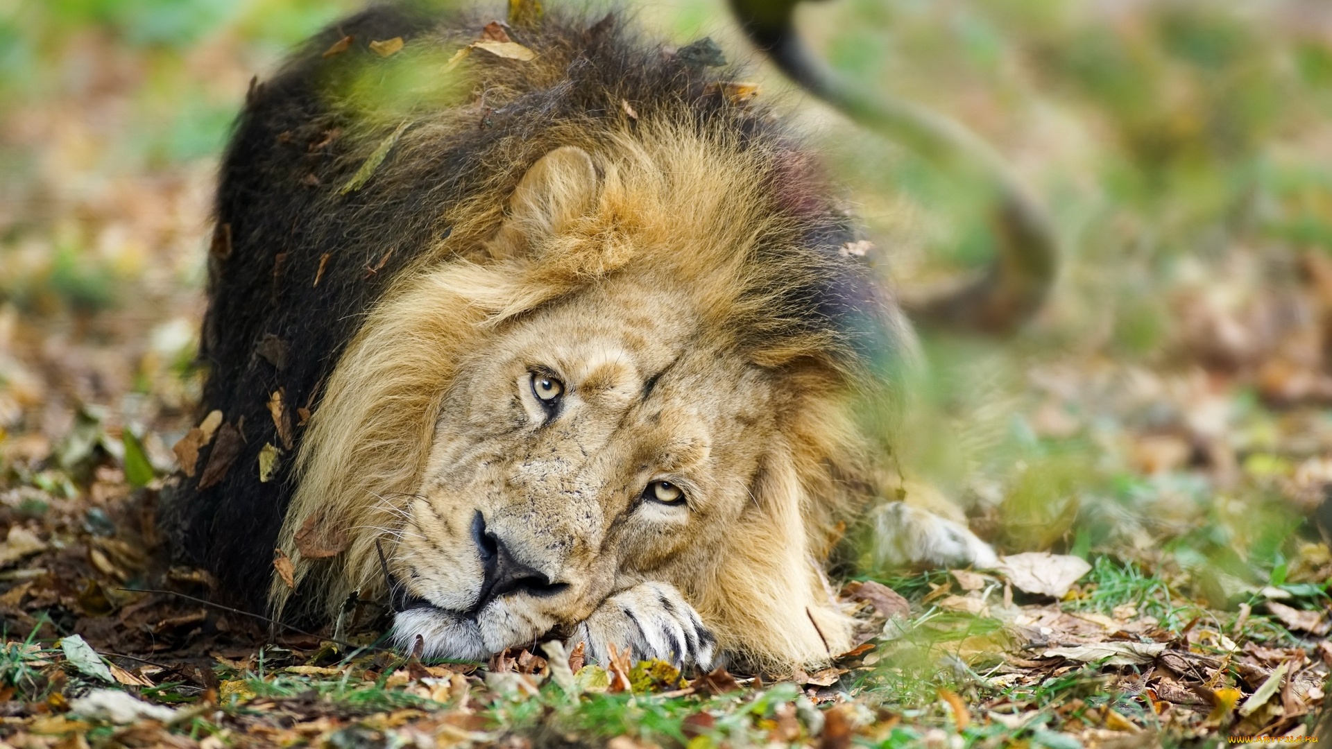 животные, львы, листва